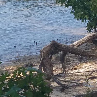 Falls Lake Shore No. 11